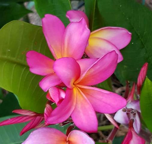 Tropic Glow