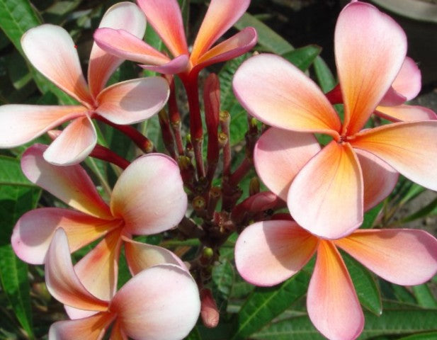Dwarf Orange Sherbert