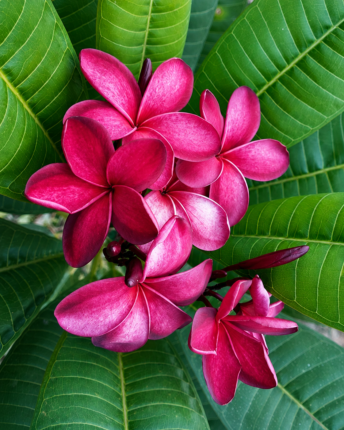 Malaysian Red