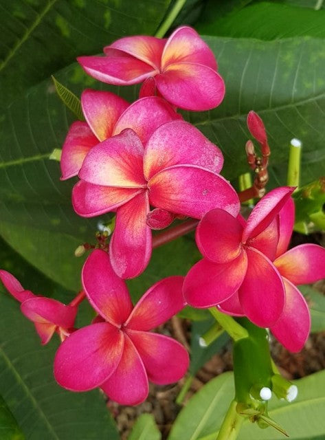 Thai Duke Hybrid