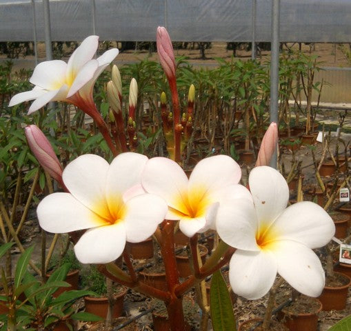 Palermo Princess
